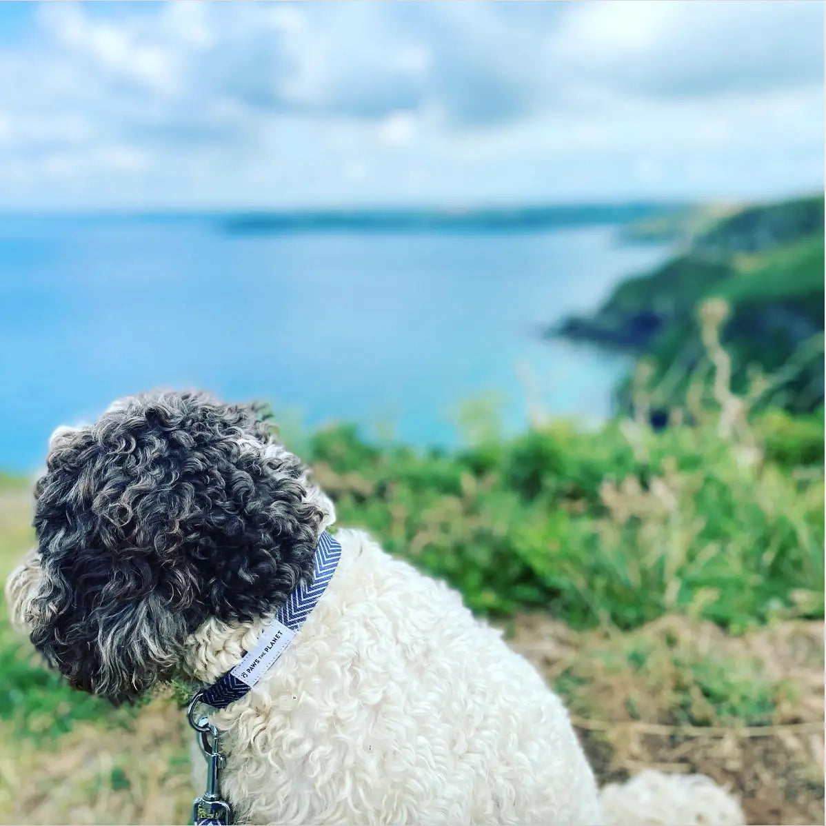 Eco Dog Collar made with Recycled Webbing