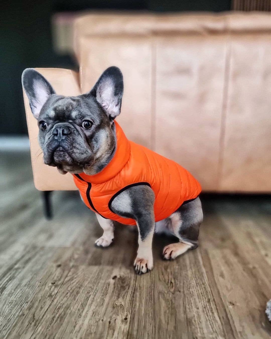 Orange Puffer reversible dog jacket
