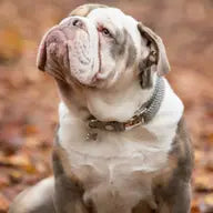 Hugo and Hudson Grey Herringbone Tweed Metal Buckle Dog Collar