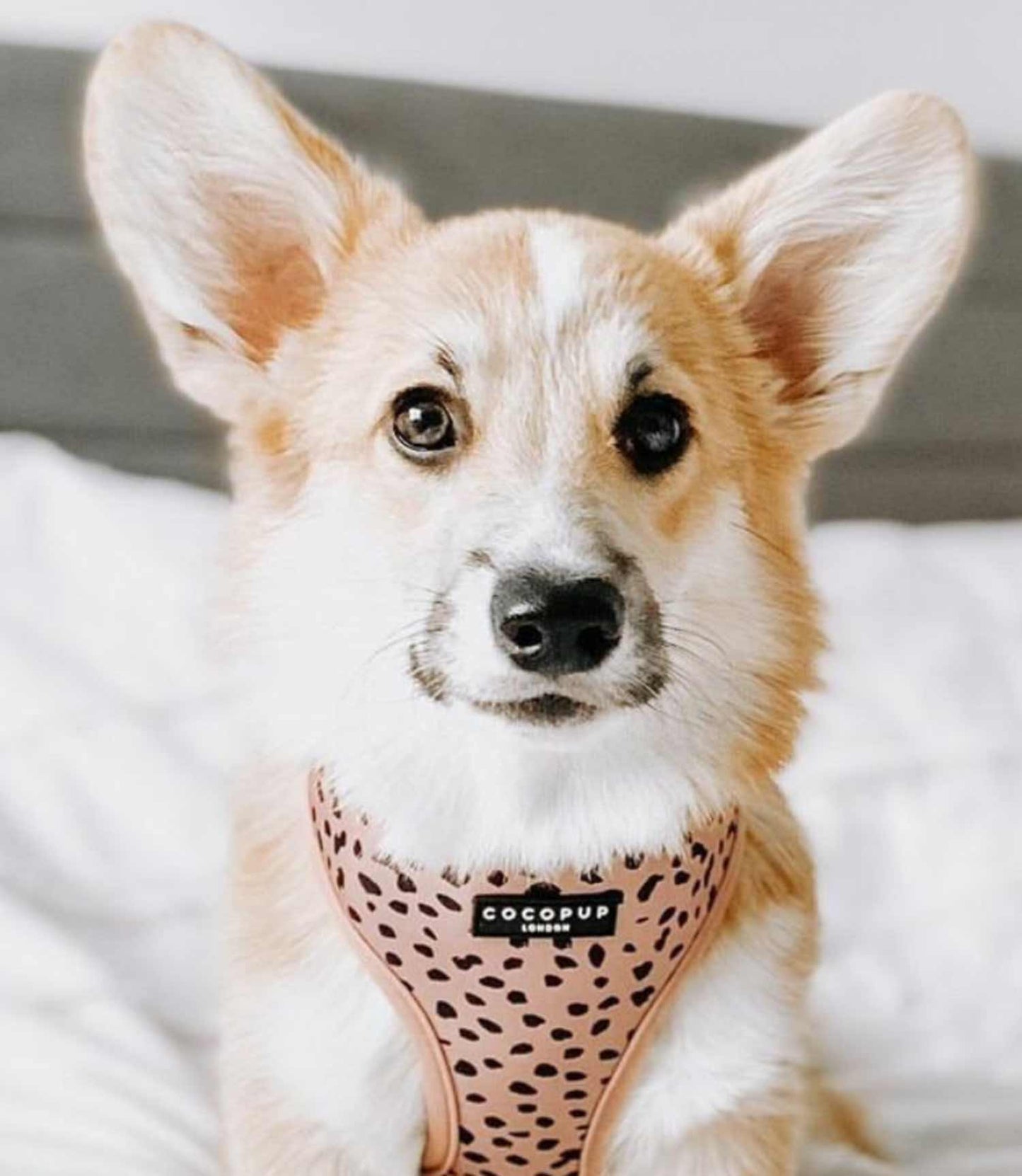 Cocopup Tan Spots Harness