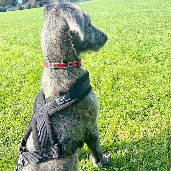 Miro & Makauri Premium Fleece Padded Black Dog Harness