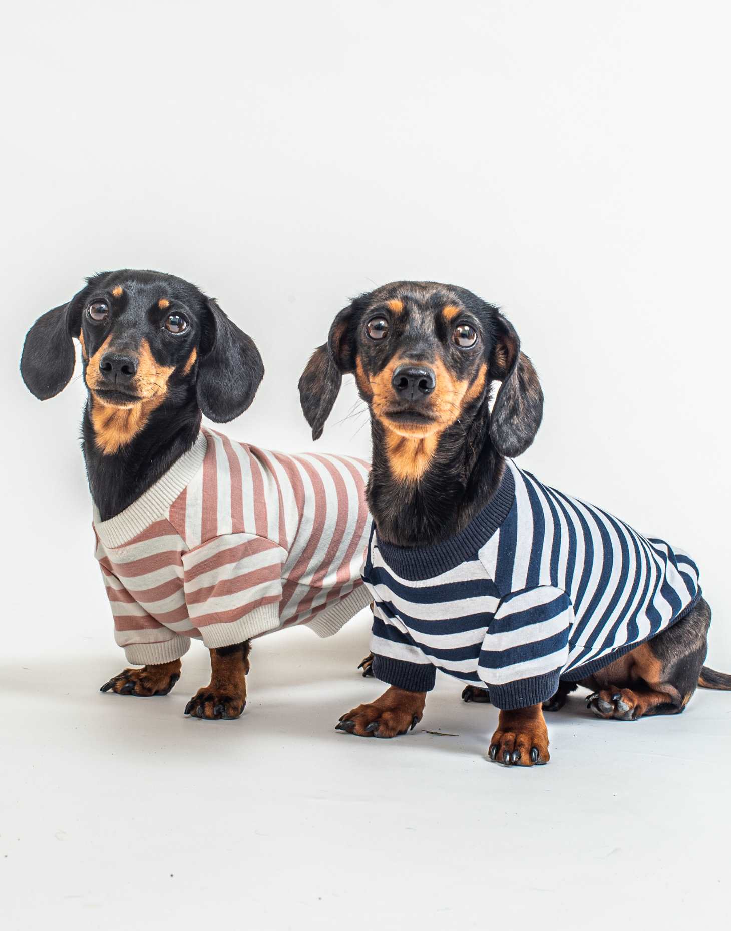 Striped Dog Tee - BLUE