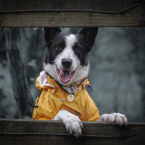Yellow 'Buddy' Dog raincoat