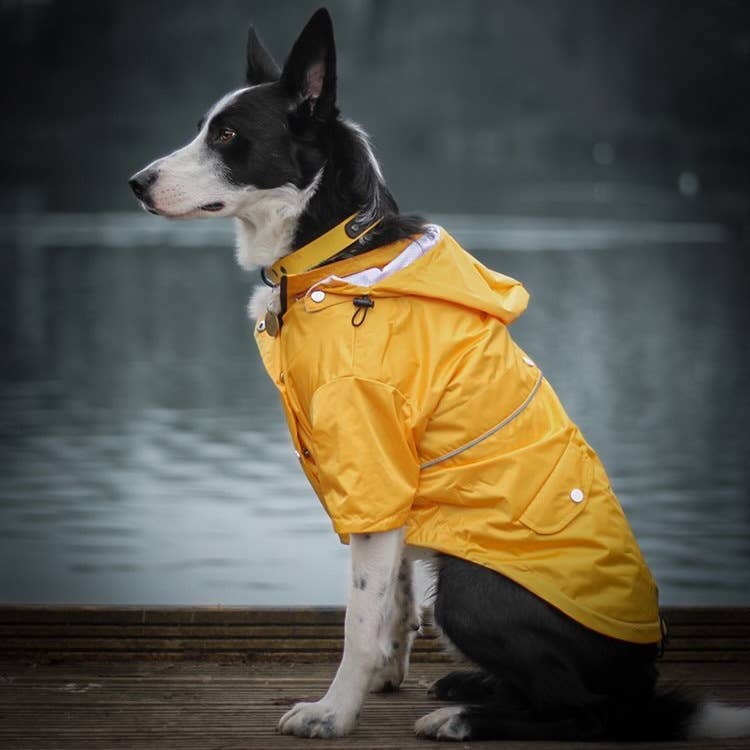 Yellow 'Buddy' Dog raincoat