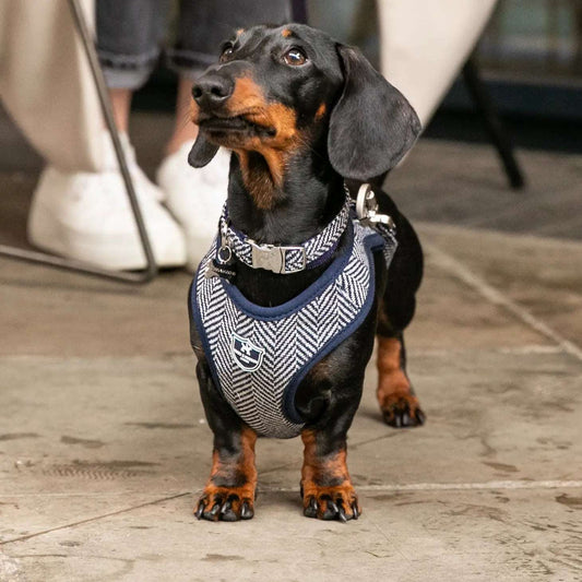 Navy Herringbone Tweed Dog Harness