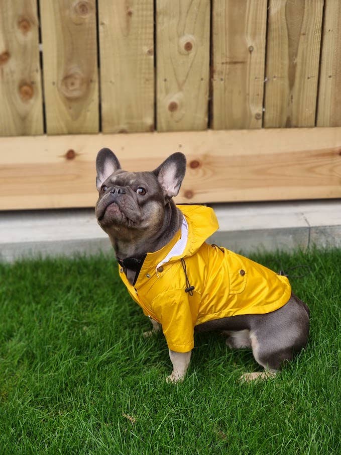 Yellow 'Buddy' Dog raincoat