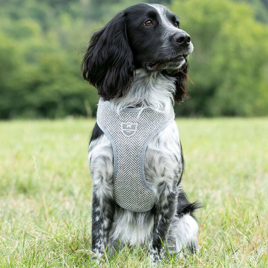Grey Herringbone Tweed Dog Harness