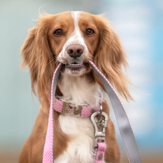 Hugo and Hudson Pink Herringbone Tweed Metal Buckle Dog Collar